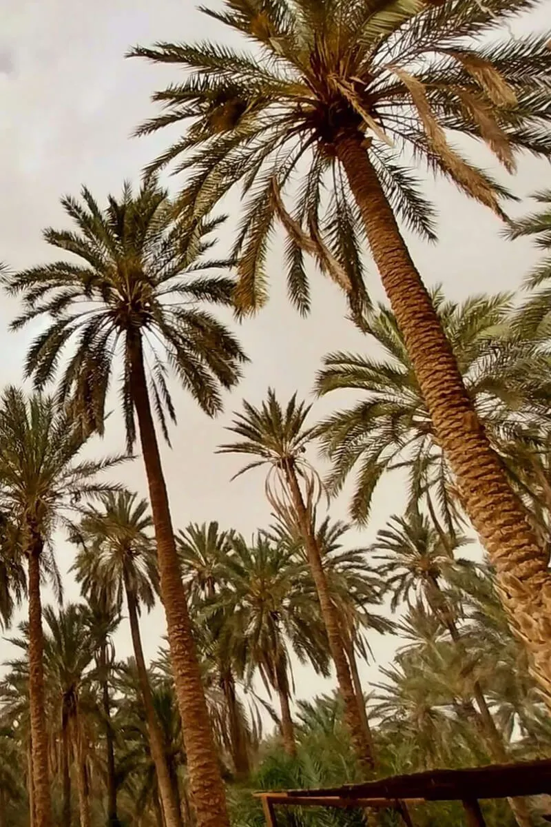 dattes-tunisie-degla dattes-tunisie-degla