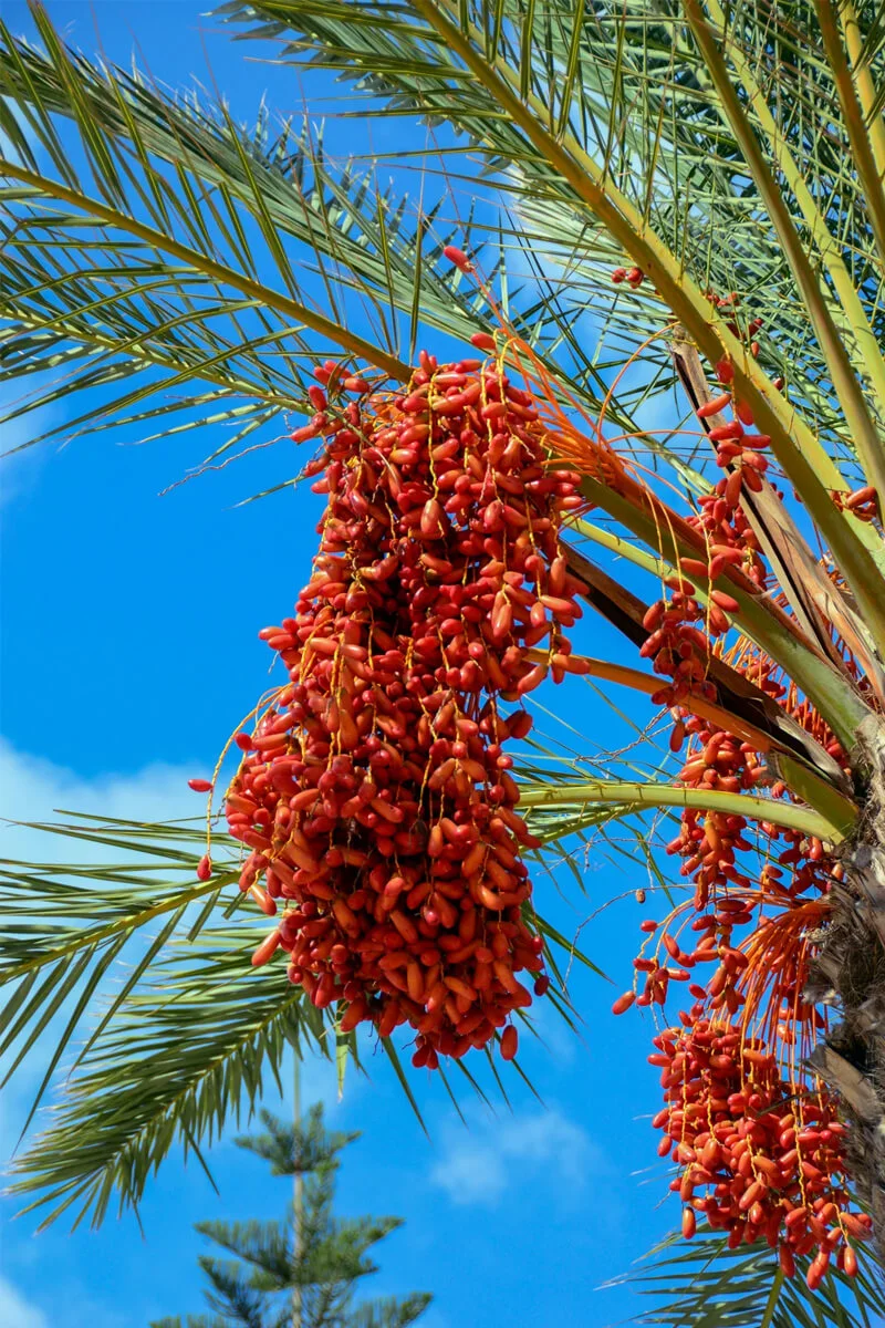 deglet-nour-dates-tunisie